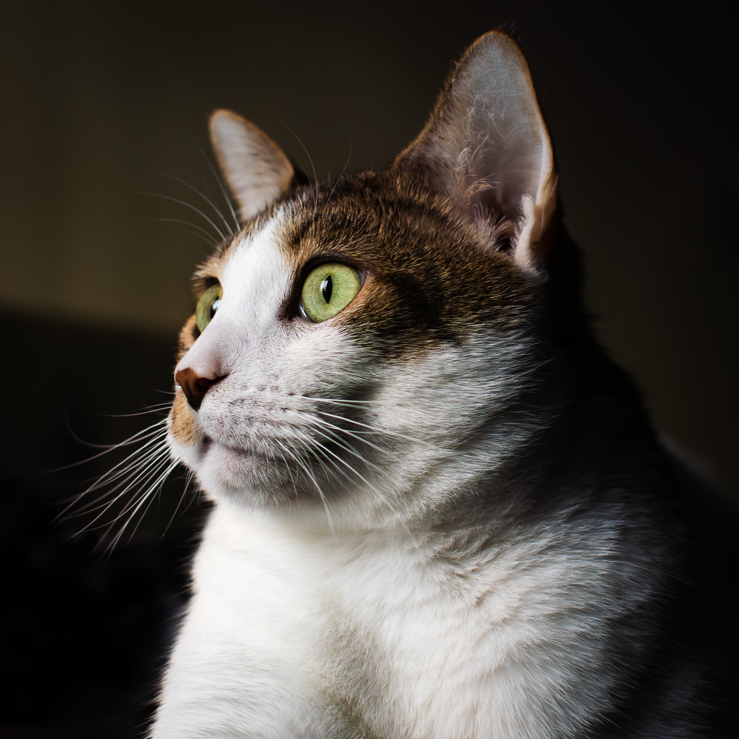Jackson, our familiar